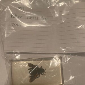Pollen Basket Bee - India